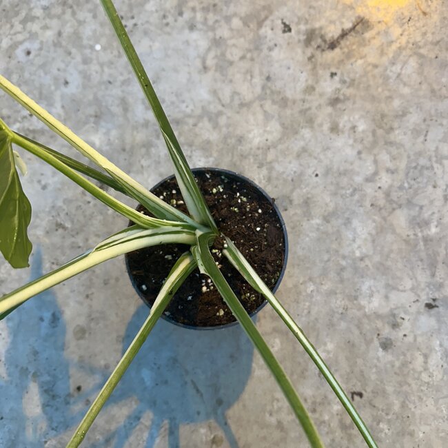 Odora Okinawa Silver Variegated Ø14