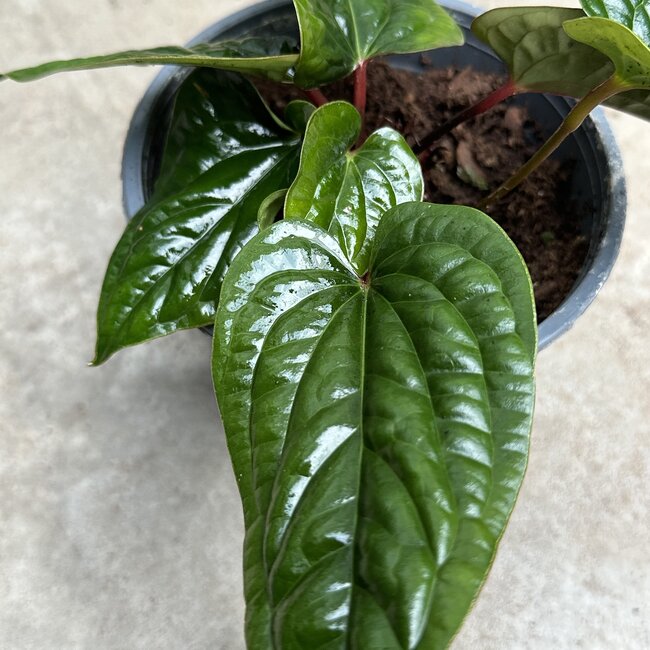 Luxurians x Radicans