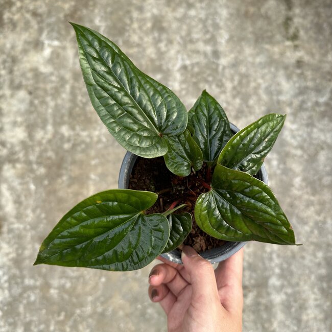 Luxurians x Radicans