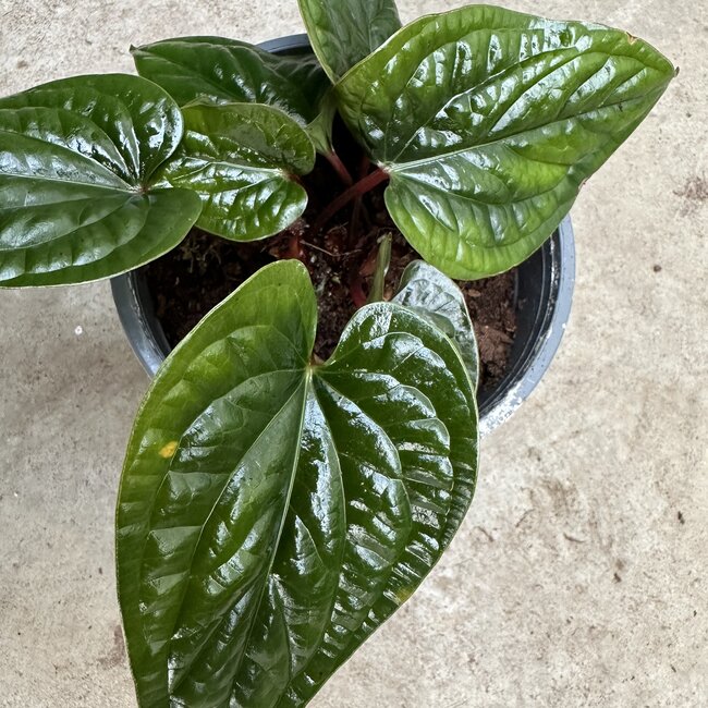 Luxurians x Radicans