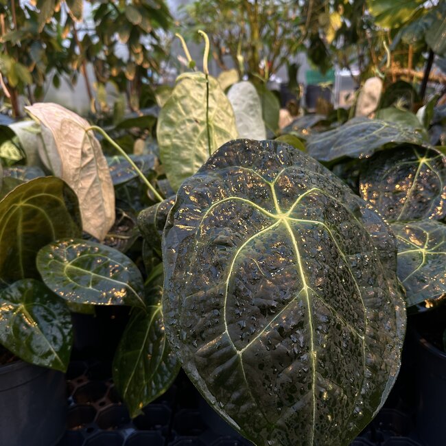 Forgetii Dark Form Ø19