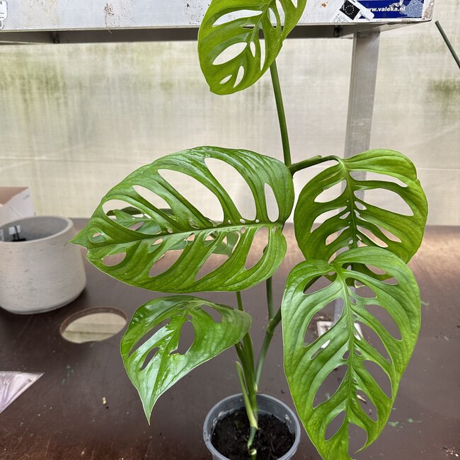 Epipremnoides  Esqueleto Ø15