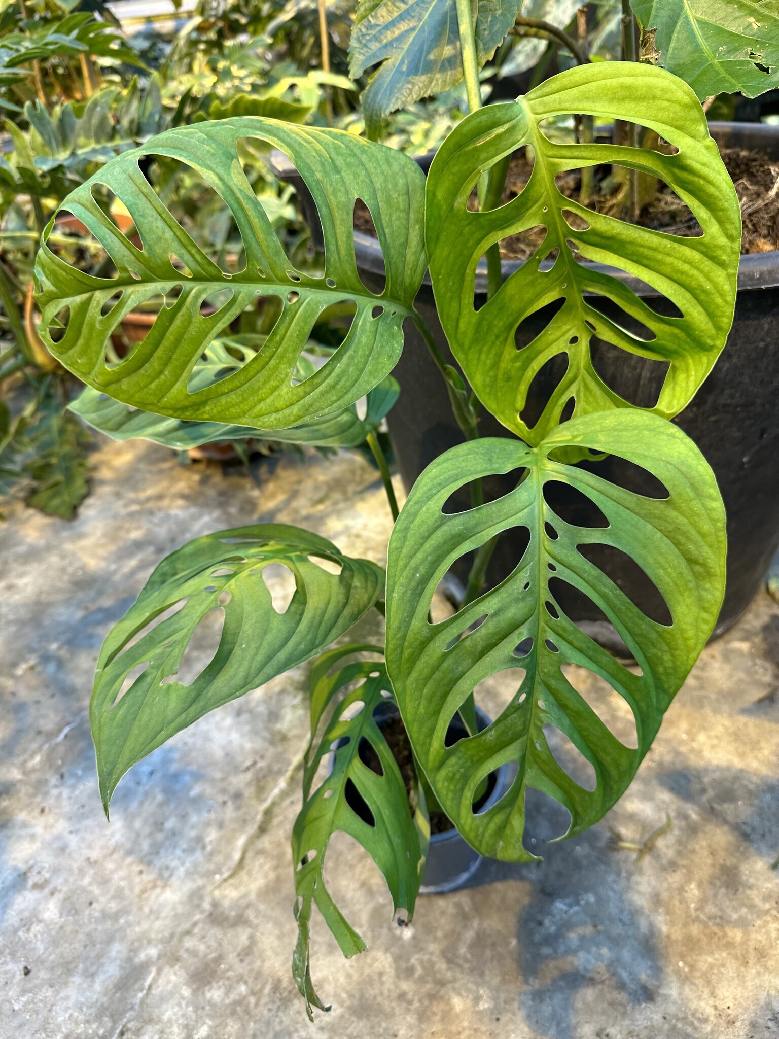 philodendron moonlight Philodendron 'Moonlight' 10
