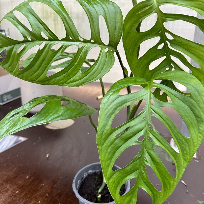 Epipremnoides  Esqueleto Ø15