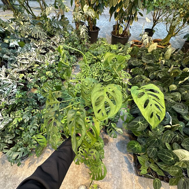 Epipremnoides  Esqueleto Ø15