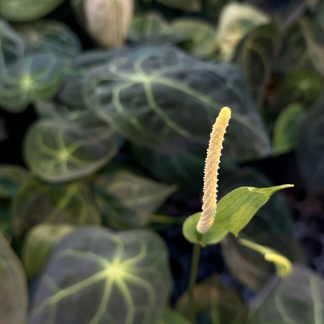 Forgetii Dark Form Ø19