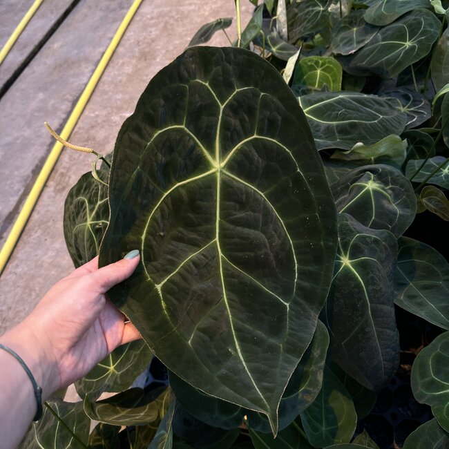 Forgetii Dark Form Ø19