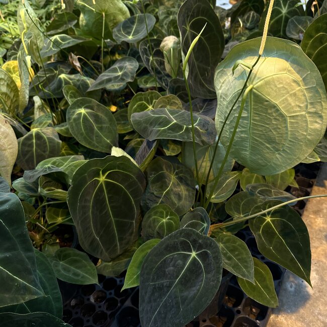 Forgetii Dark Form Ø19