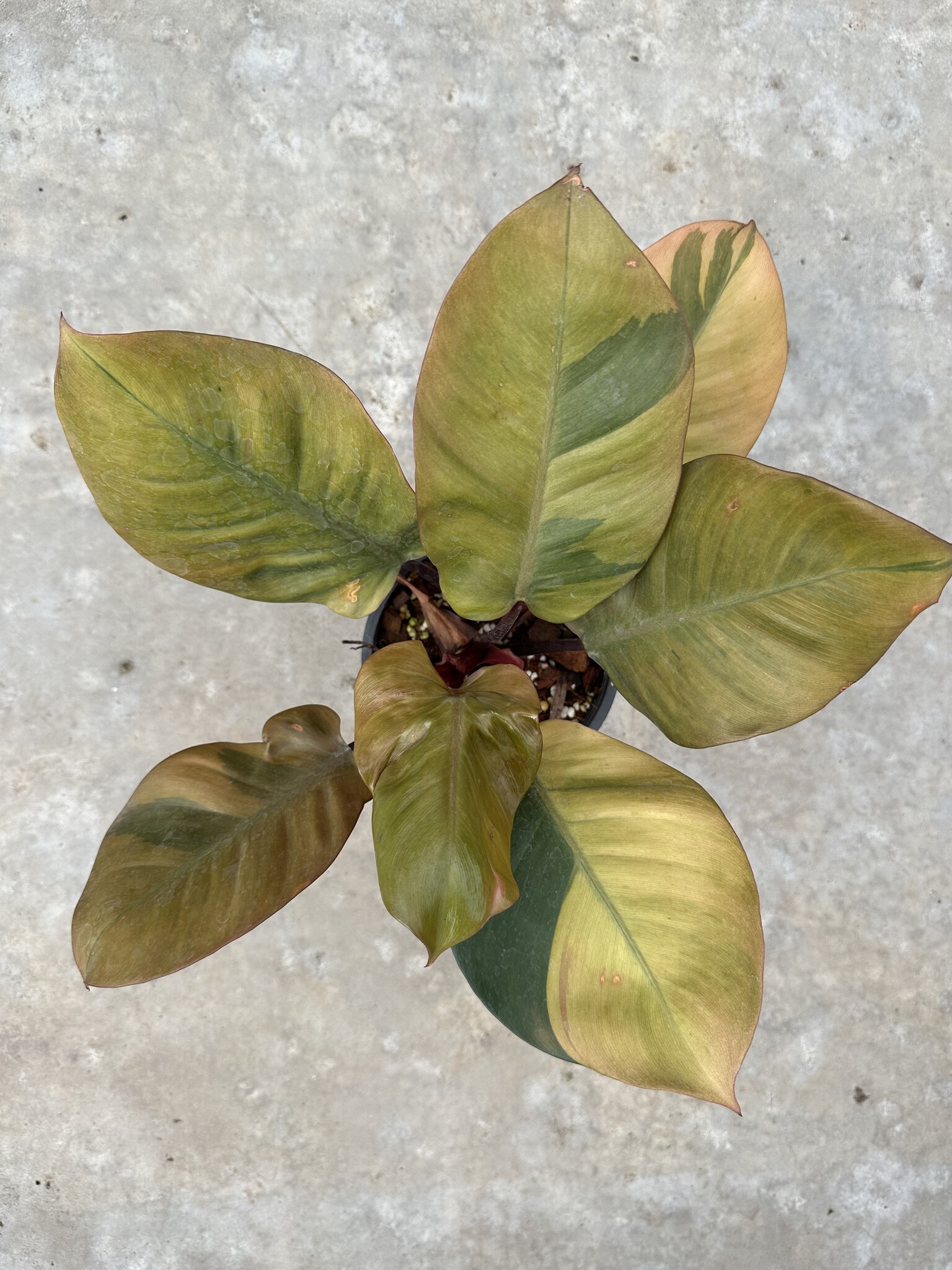Philodendron Black Cardinal Variegated 19 | Limited Leaves - Limited Leaves