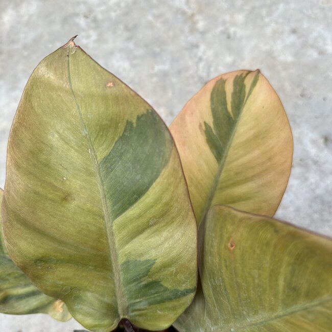 Black Cardinal Variegated Ø19