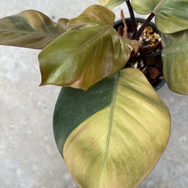 Black Cardinal Variegated Ø19