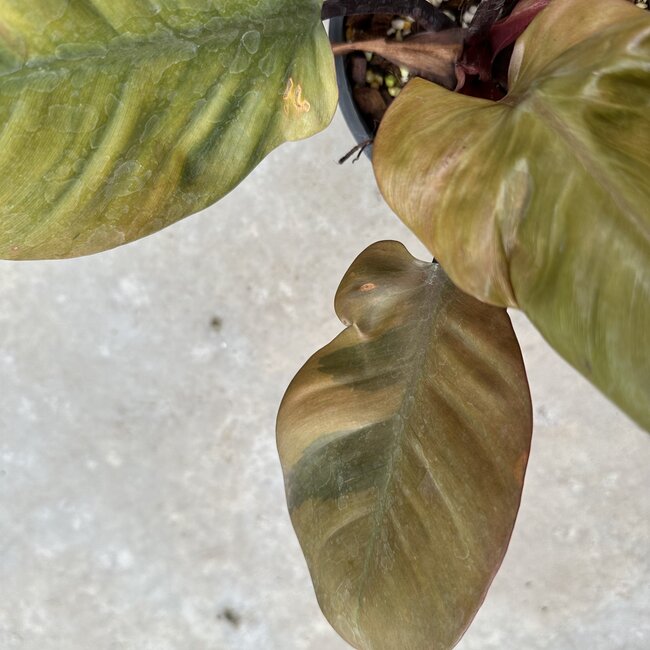 Black Cardinal Variegated Ø19