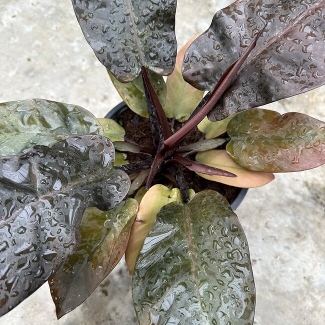 Black Cardinal X Caramel Marble ø19