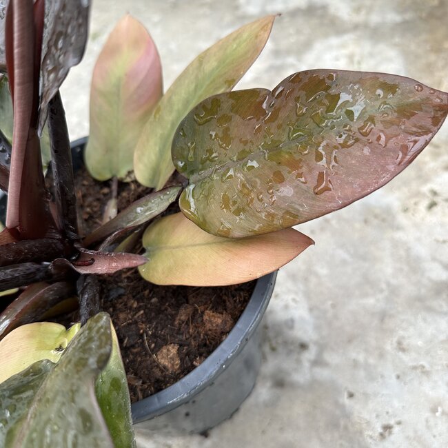 Black Cardinal X Caramel Marble ø19