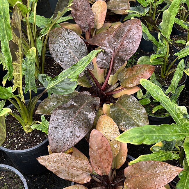 Black Cardinal X Caramel Marble ø19