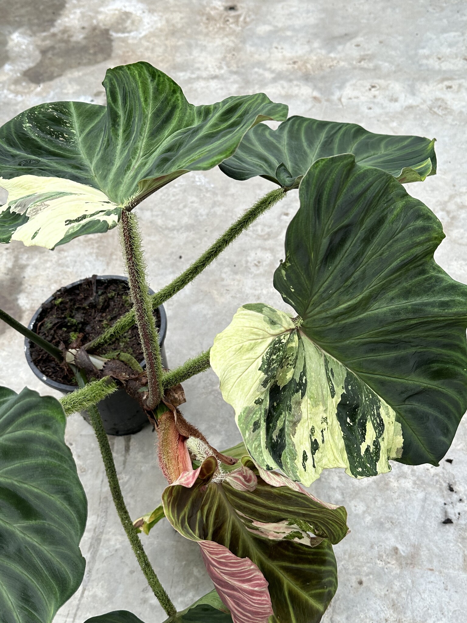 Philodendron Verrucosum Variegated | Limited Leaves - Limited Leaves