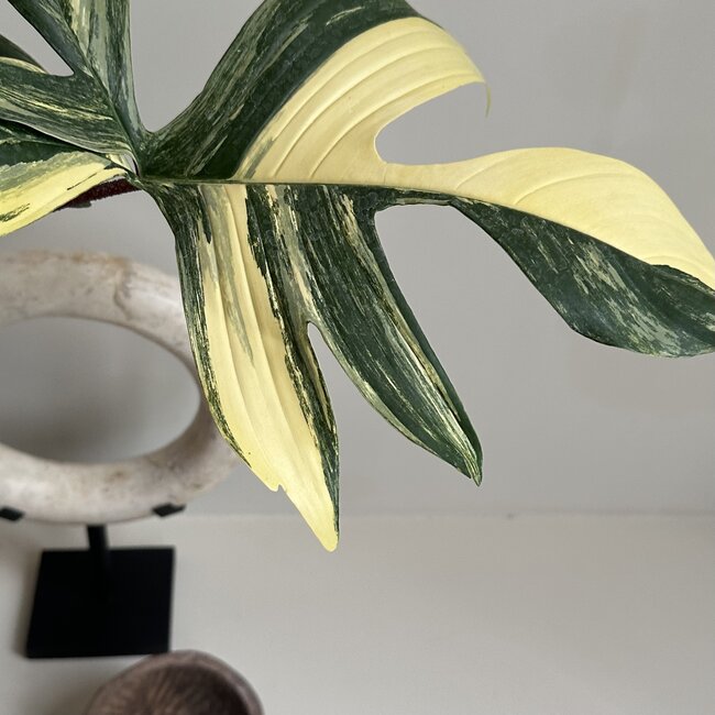 Florida Beauty Variegata Ø19