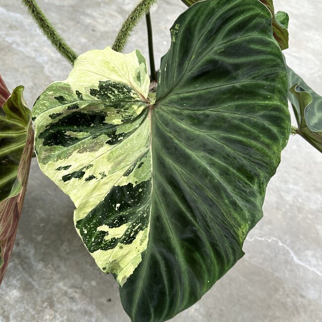 Verrucosum Variegated