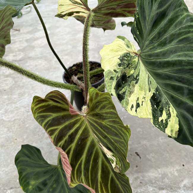 Verrucosum Variegated