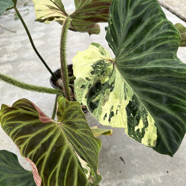 Verrucosum Variegated