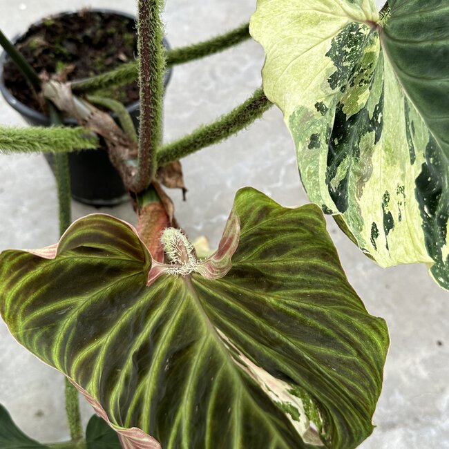 Verrucosum Variegated