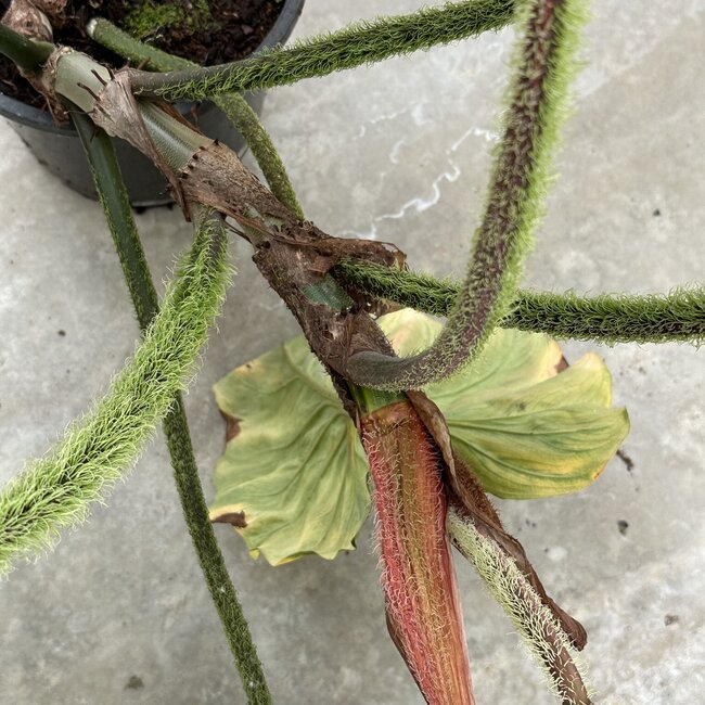Verrucosum Variegated