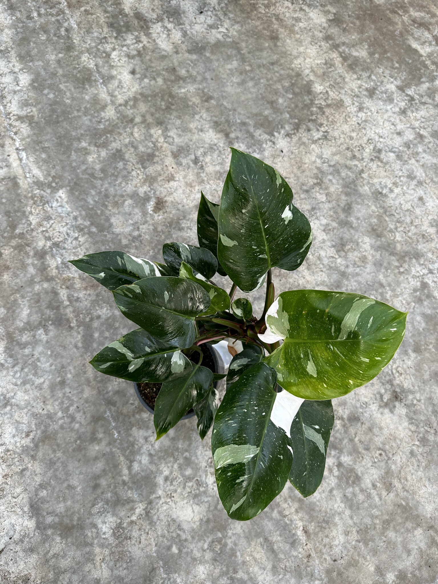 philodendron pink galaxy Philodendron Pink Princess Galaxy Marble Variegated RARE – The Rare Nugget main image 1