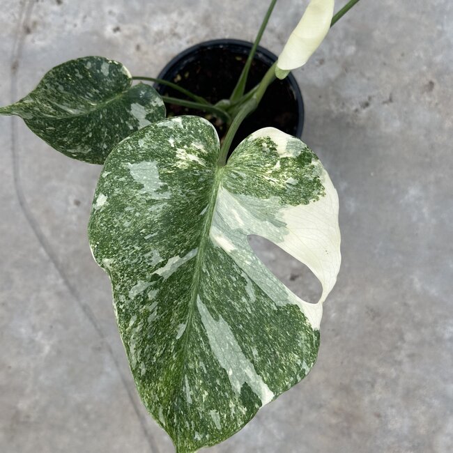 Thai Constellation Platinum Ø15