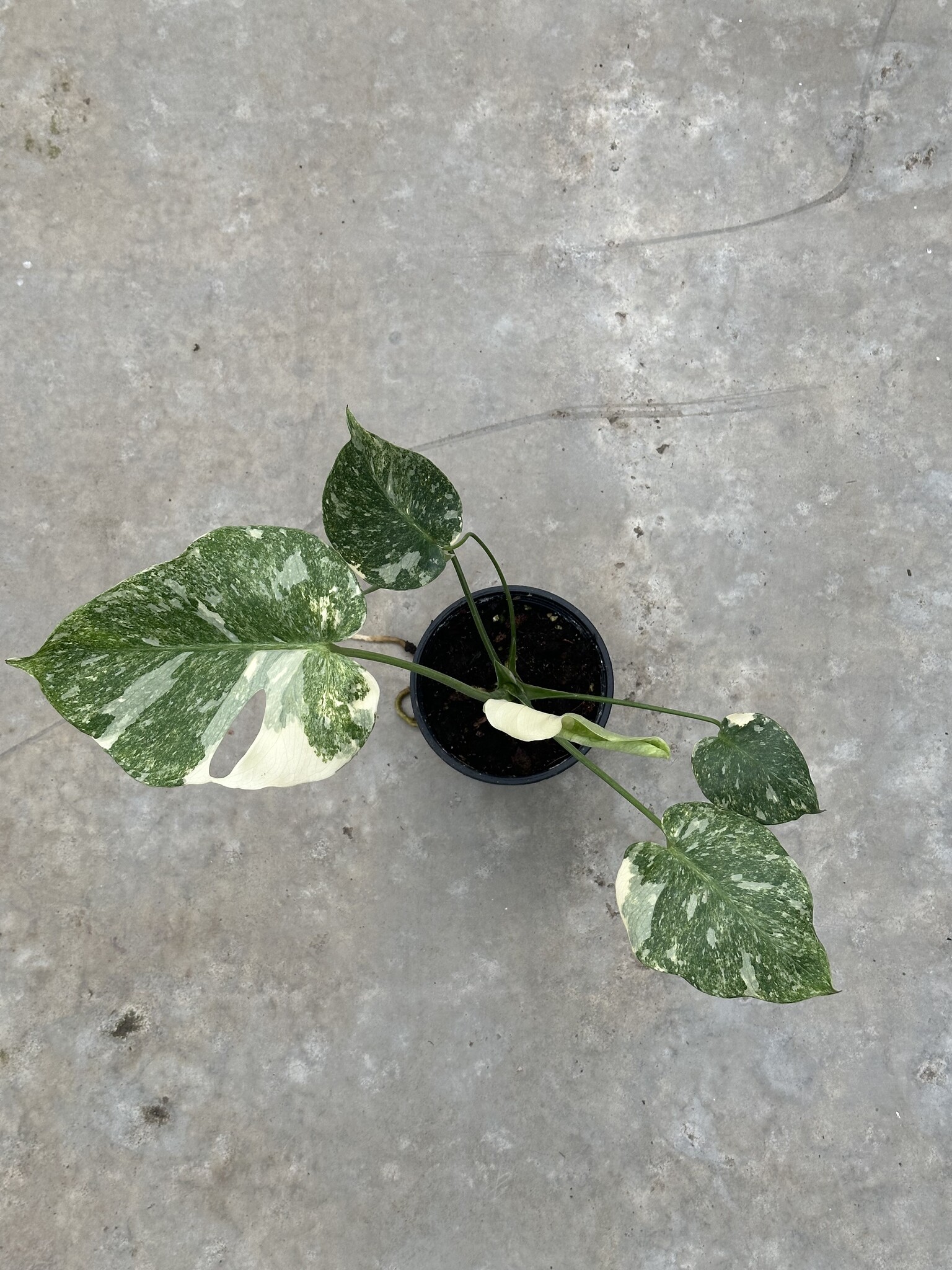 Monstera Thai Constellation Platinum 15 | Limited Leaves - Limited Leaves