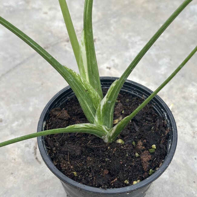 Thai Constellation Platinum Ø15