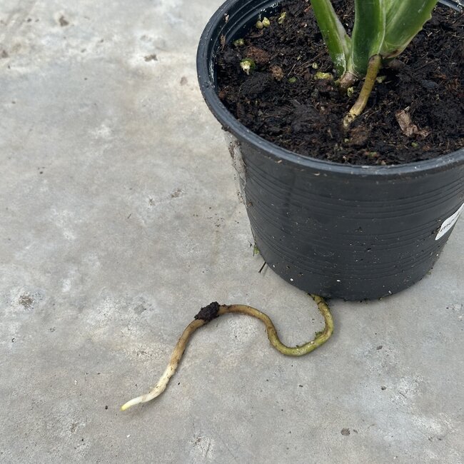 Thai Constellation Platinum Ø15