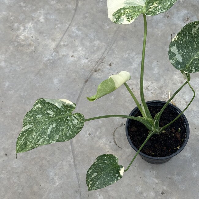 Thai Constellation Platinum Ø15