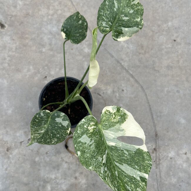 Thai Constellation Platinum Ø15