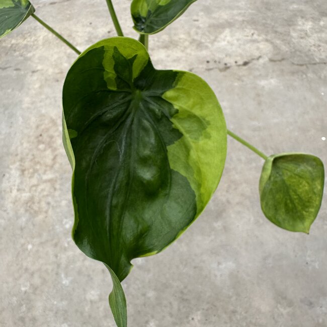 Cucullata Moon Landing Ø19