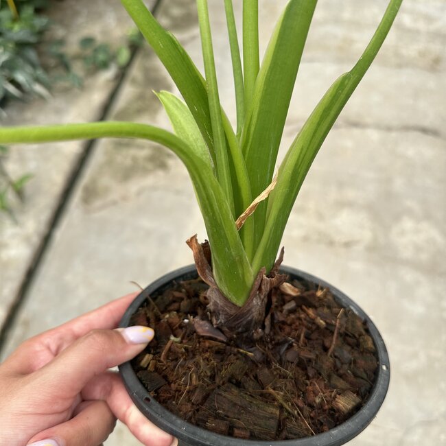 Cucullata Moon Landing Ø19