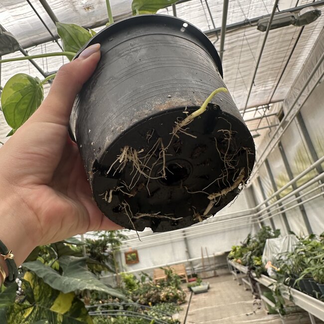 Cucullata Moon Landing Ø19