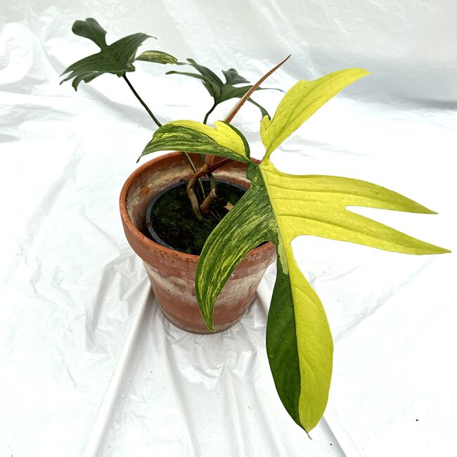 Florida Beauty Variegata Ø19