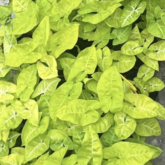 Lime Soda Variegated Ø12