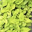 Lime Soda Variegated Ø12