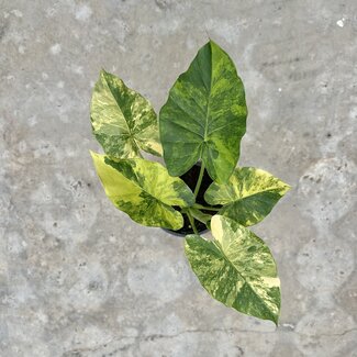 Alocasia Gageana Aurea Variegata Ø19