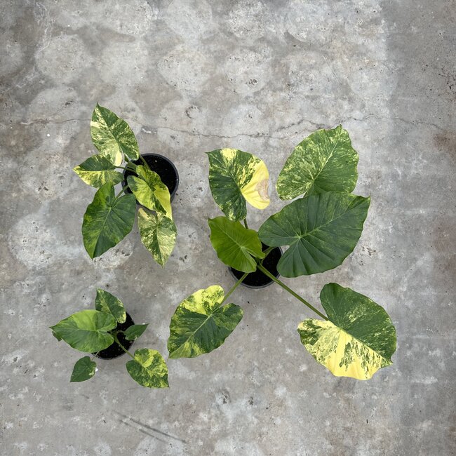 Gageana Aurea Variegata Ø19