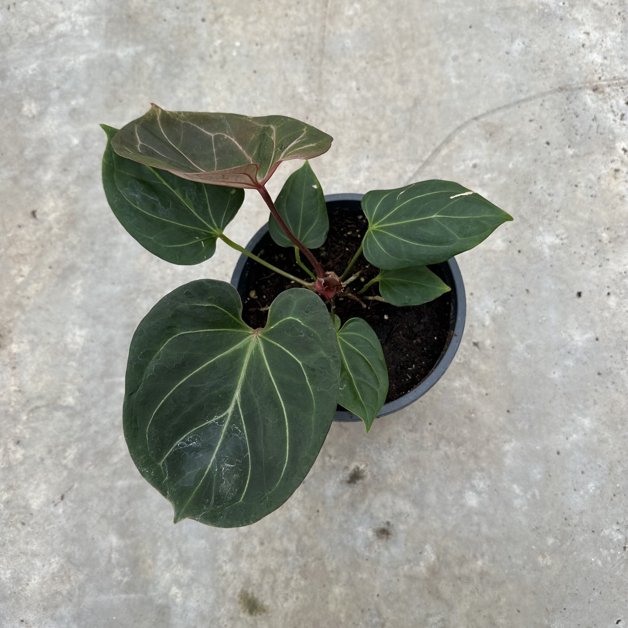 Anthurium King of Spades Ø19 | Limited Leaves - Limited Leaves