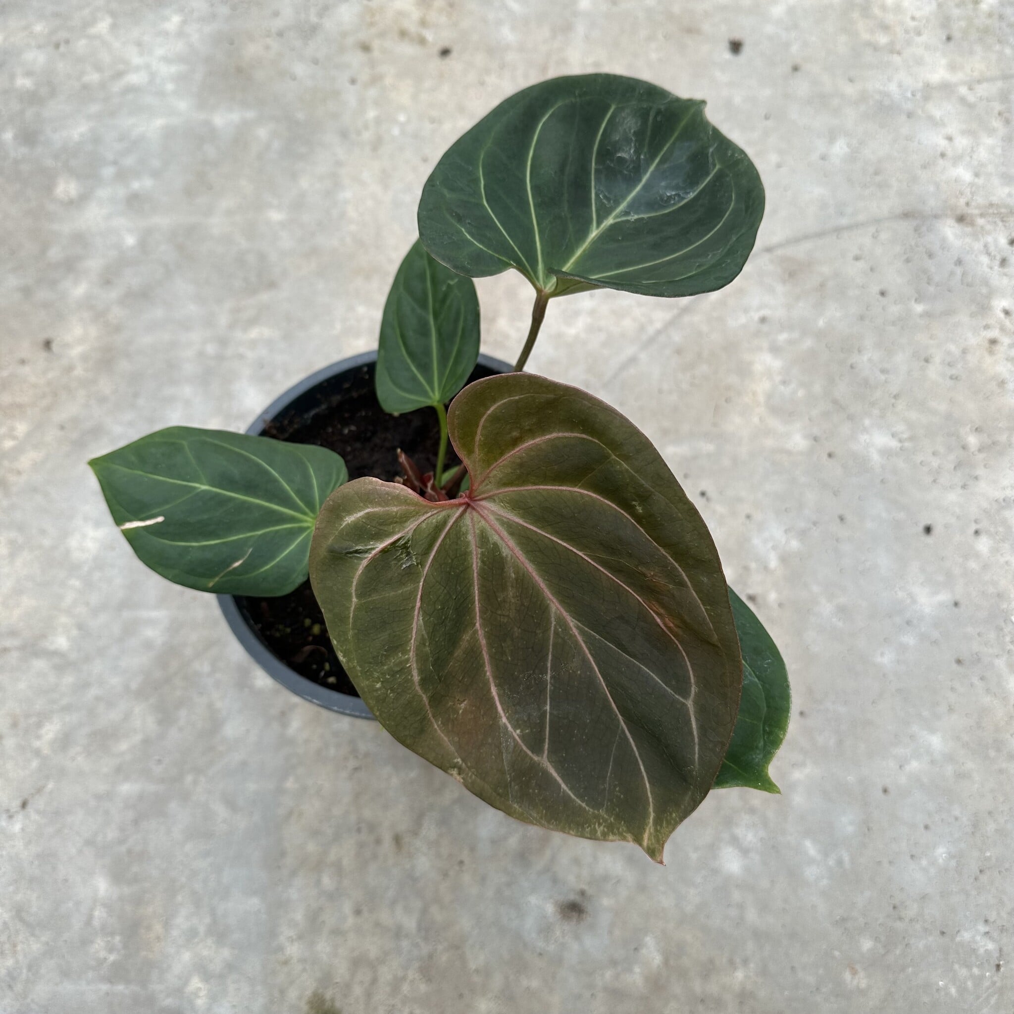 Anthurium King Of Spades 19 Limited Leaves Limited Leaves
