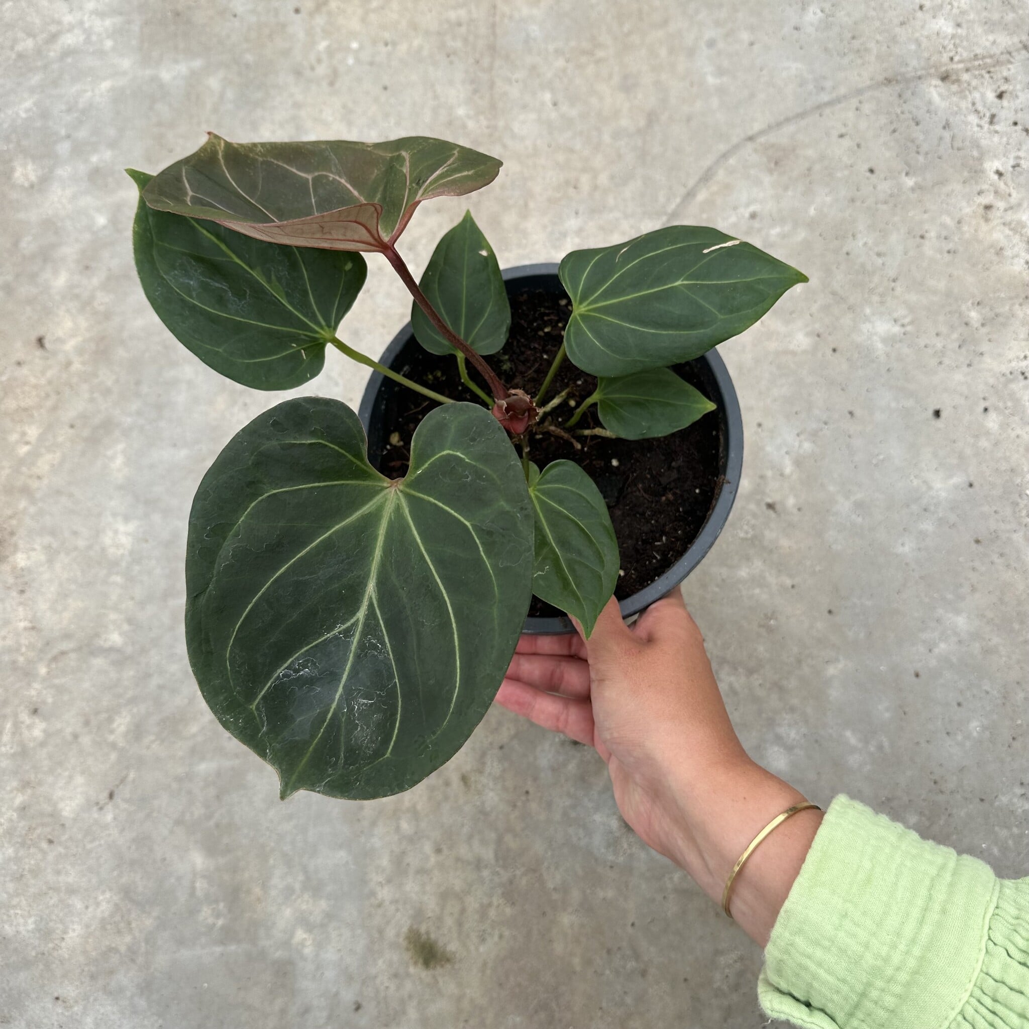 Anthurium King Of Spades 19 Limited Leaves Limited Leaves