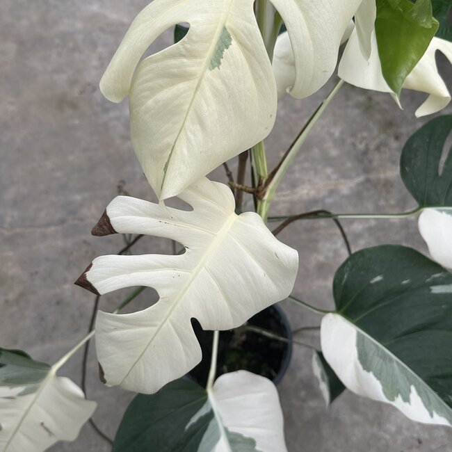 Albo Deliciosa FULL MOON / HALF MOON ø19