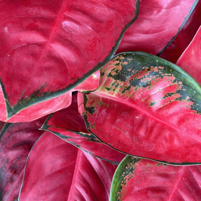 Suksom Jaipong Red Ø15