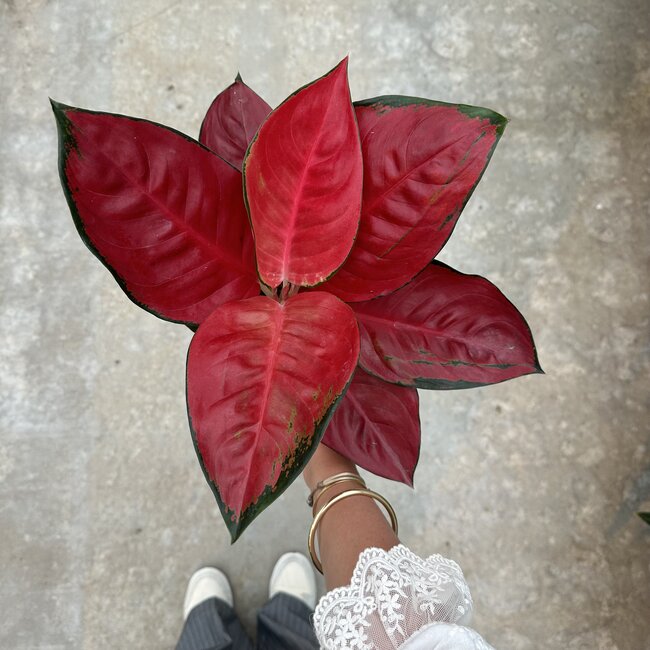 Suksom Jaipong Red Ø15