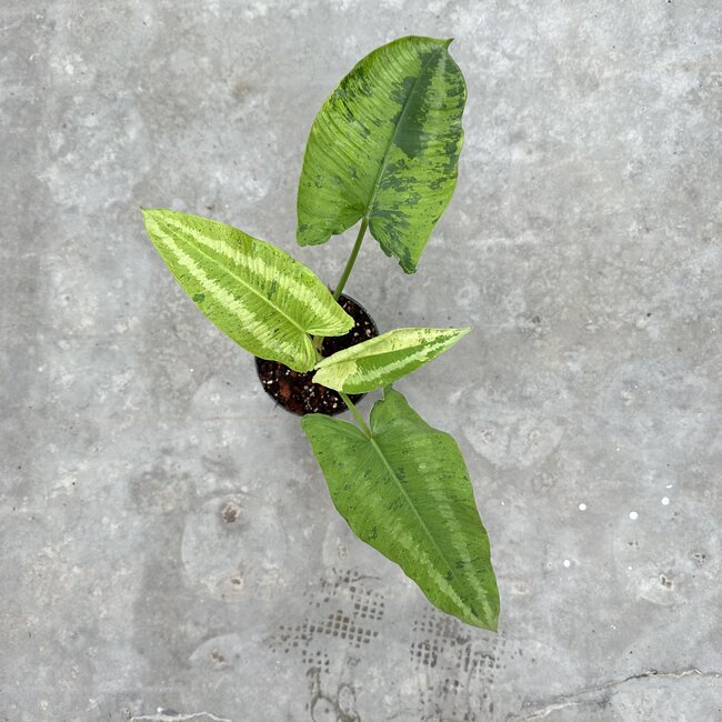 Wallichii Aurea Variegated Ø15