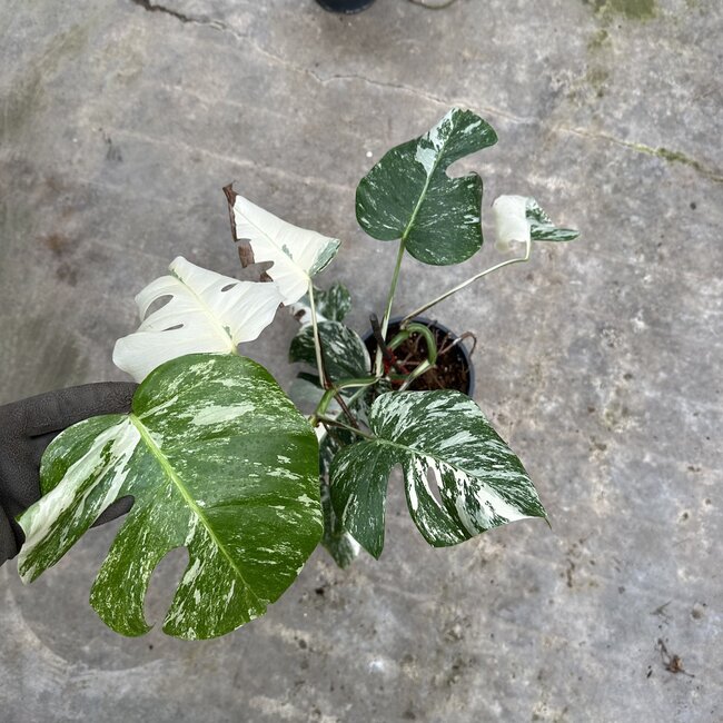 Albo Deliciosa Variegata Ø19