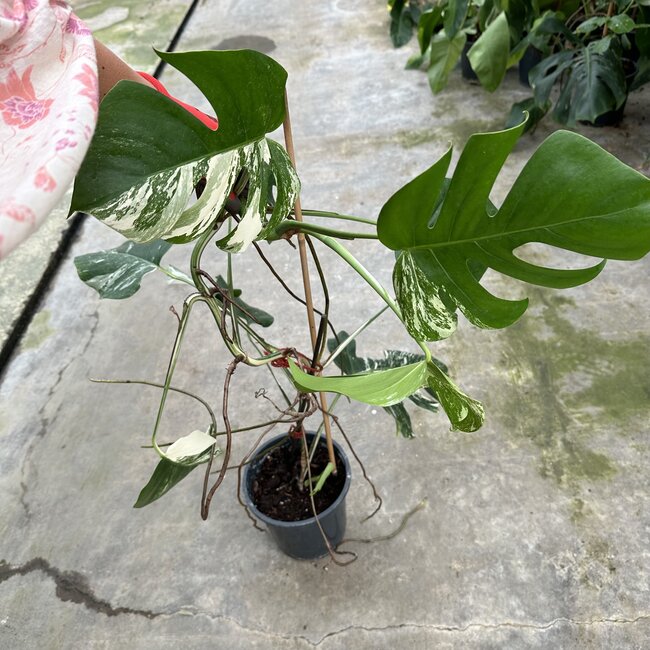 Albo Deliciosa Variegata Ø19